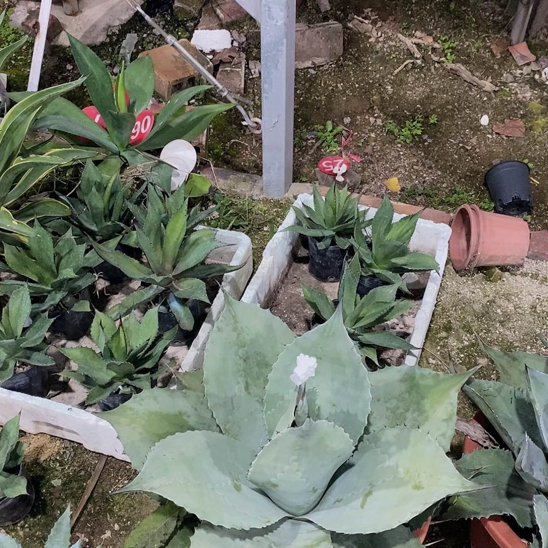 人***…3558鲸鱼舌一颗11111