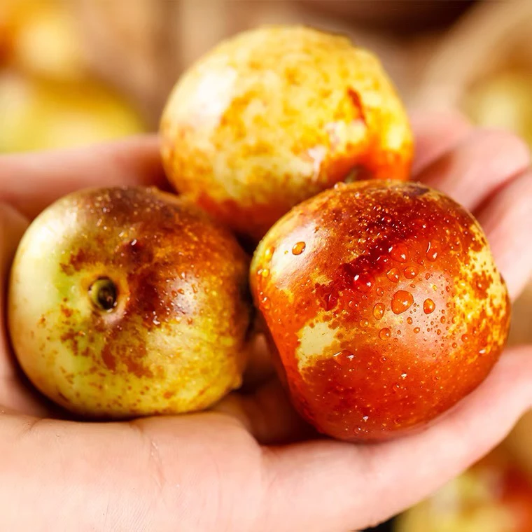 【顺丰包邮】正宗山西临猗庙上冬枣当季新鲜水果现摘脆甜大枣子鲜枣