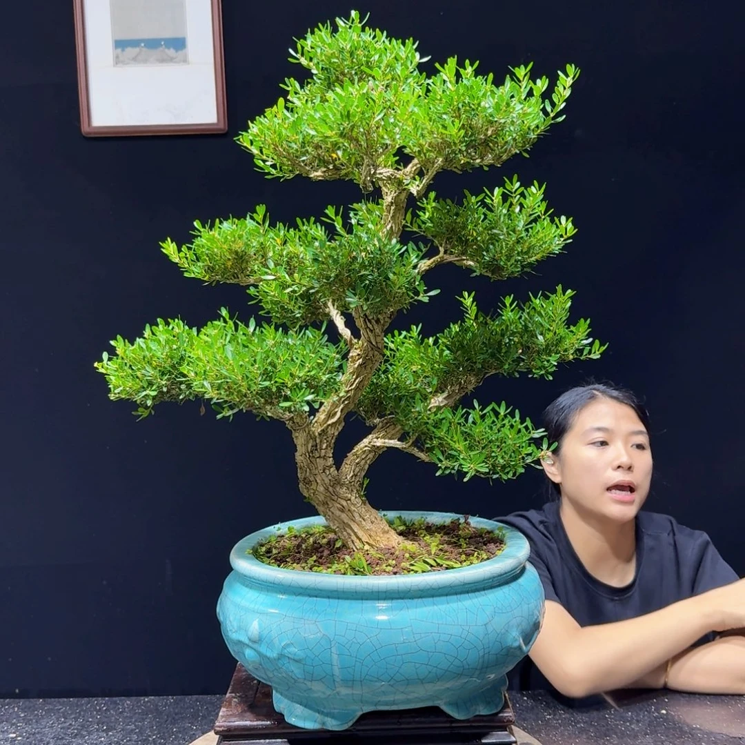 无花朵黄杨盆景四季常绿