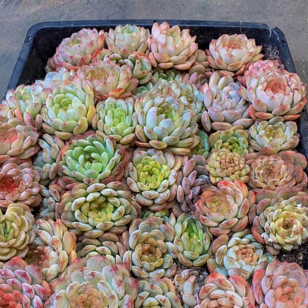 200多肉植物保护研究所