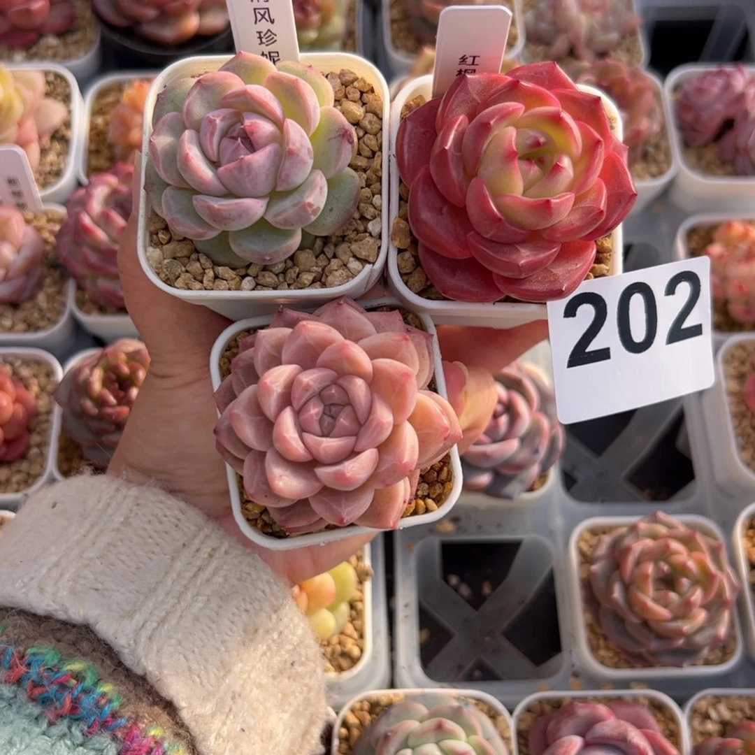 仰***光202 肉植物组合