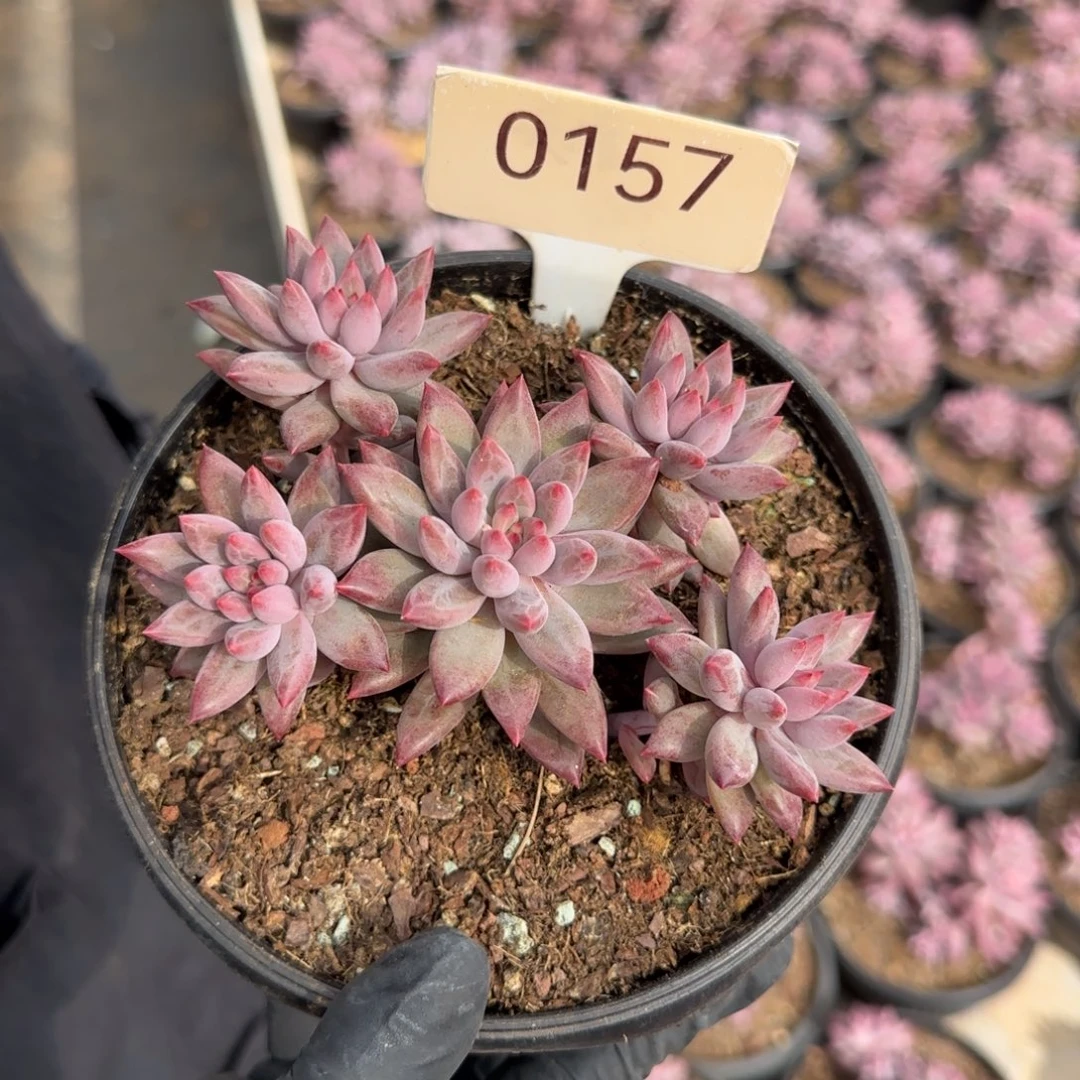 0157？       车厘子五头