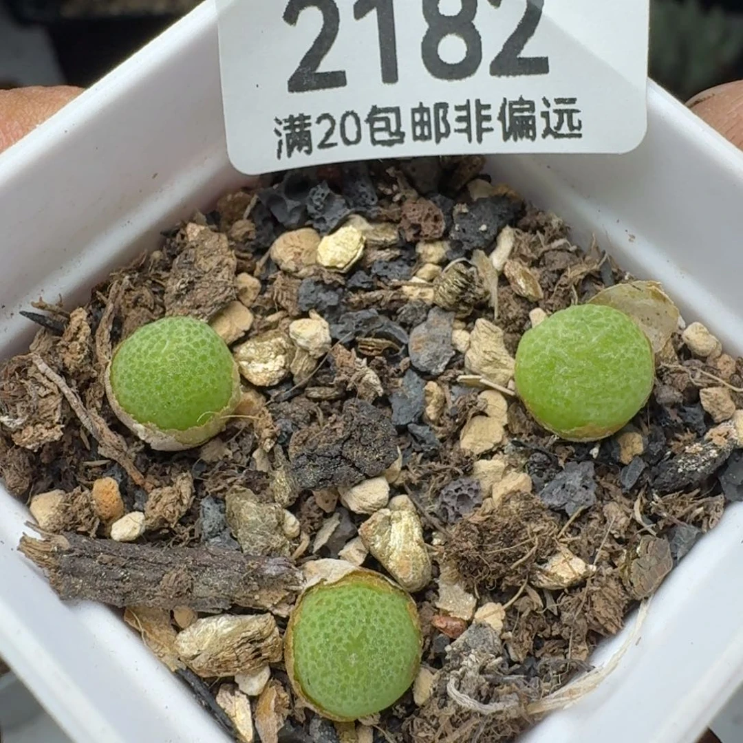 玉米带盆土。