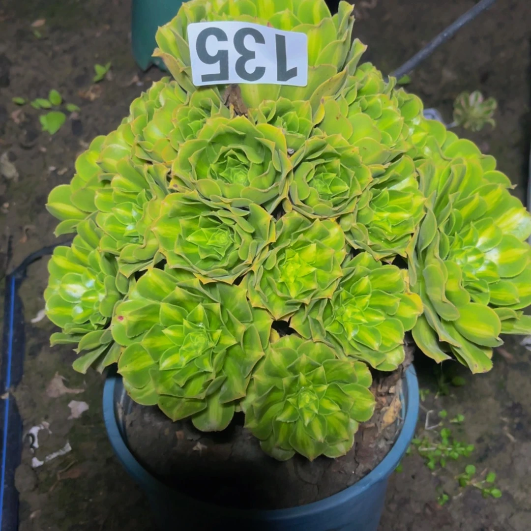 翡翠琉璃16////35包邮