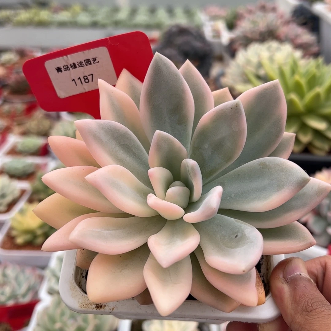 1187号奥普锦多肉