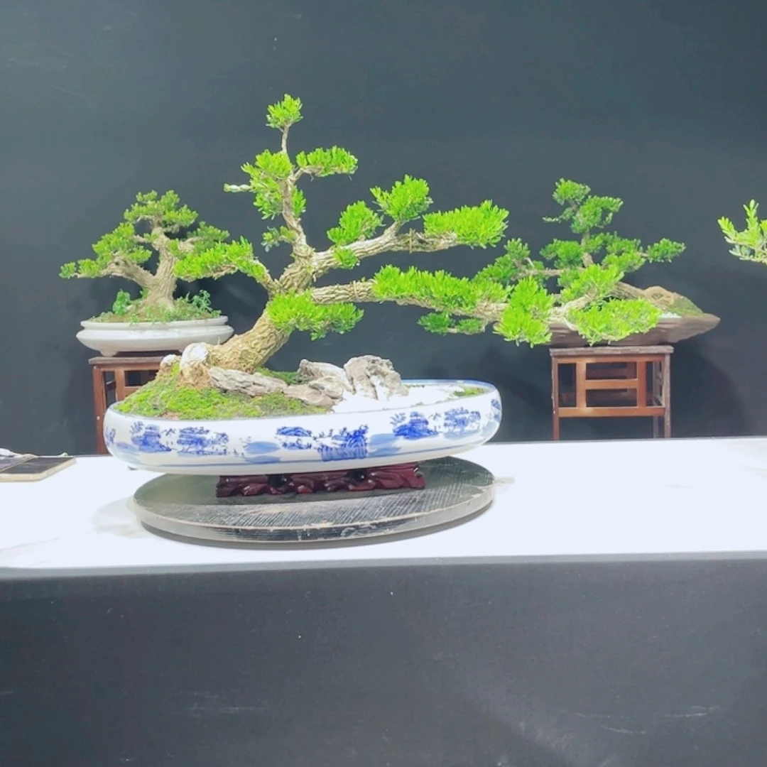 当前无花栽培后可以开花