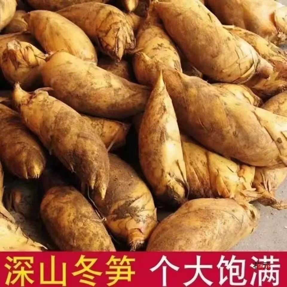 【顺丰包邮】建瓯新鲜现挖高山纯天然冬笋脆嫩鲜甜肉厚当季应季蔬菜