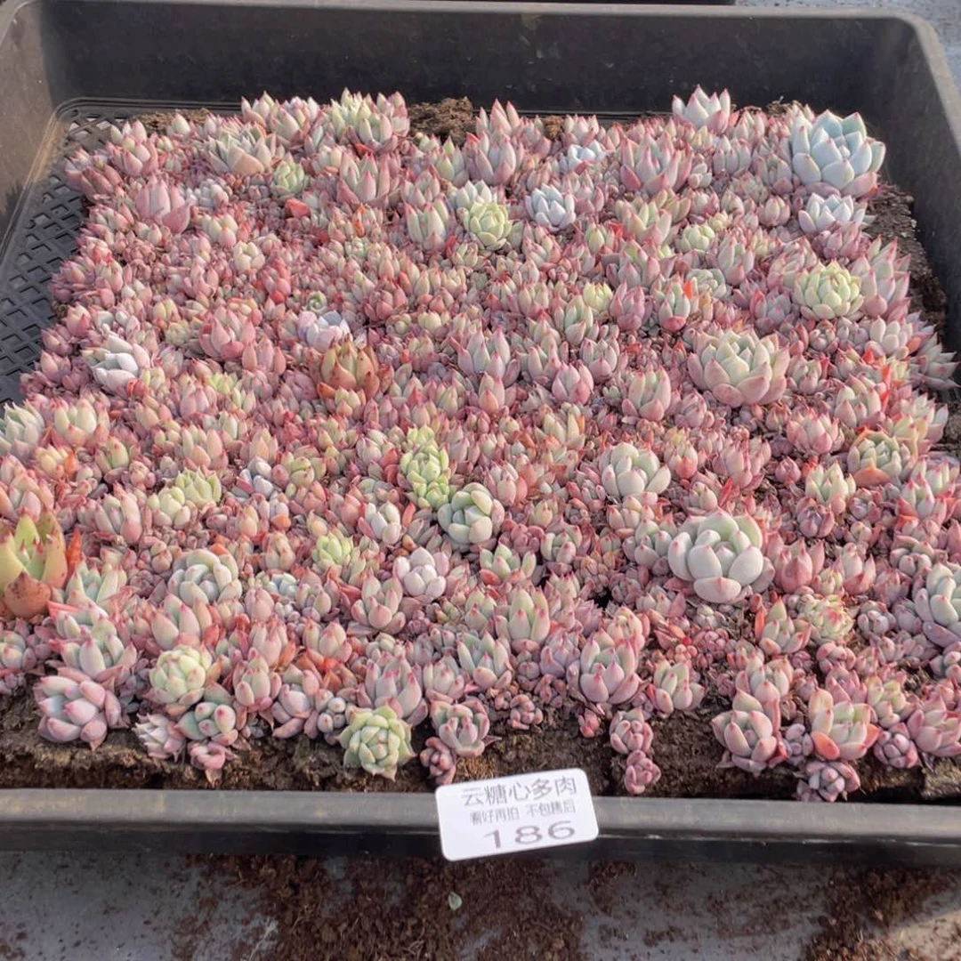 云糖心多肉植物186