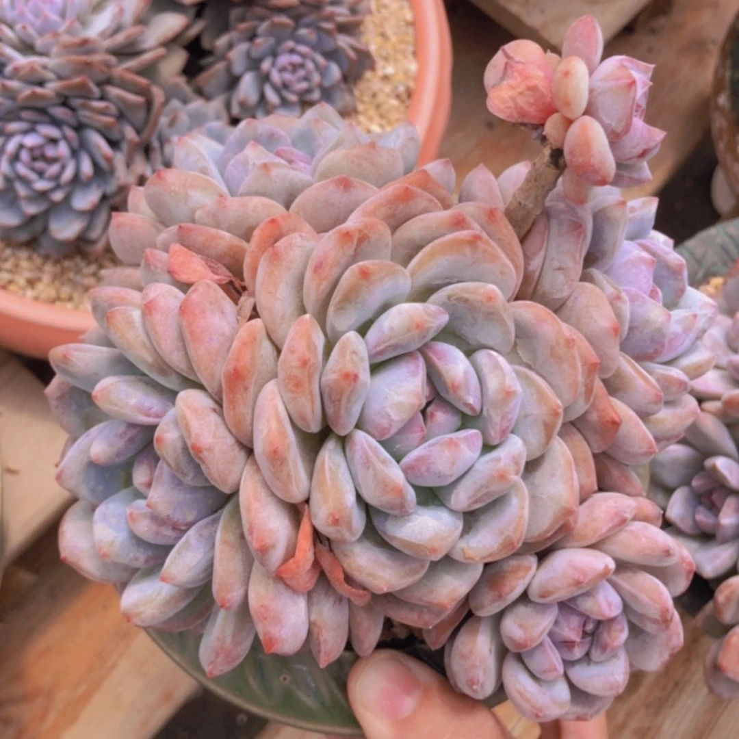 【闪购商品】6头精控石榴籽树形1111
