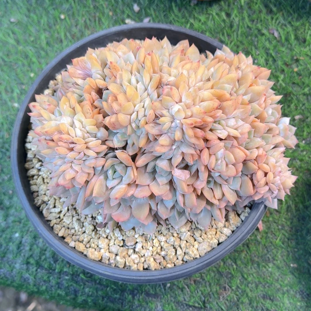 提拉米苏依依姐拍