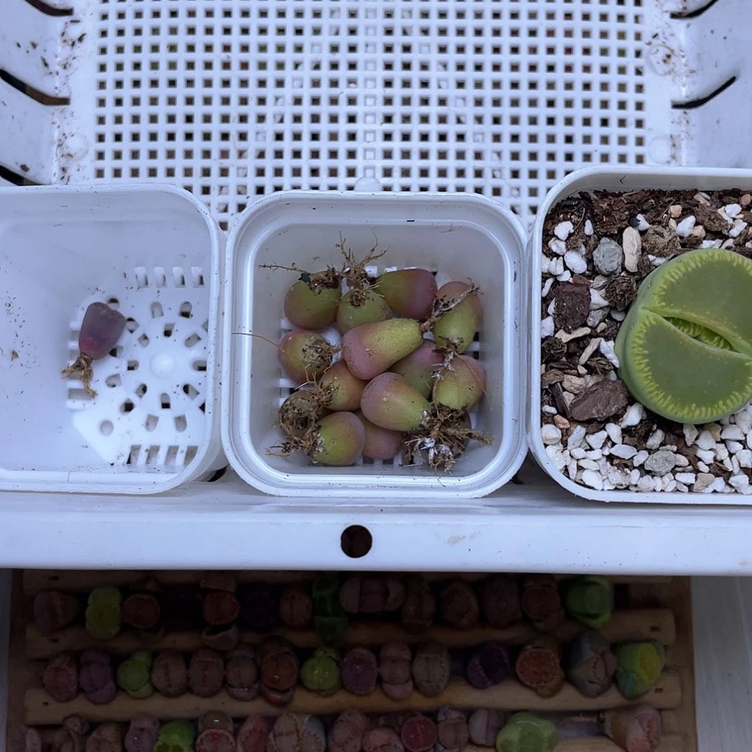 *️***175号 三盆好看的888