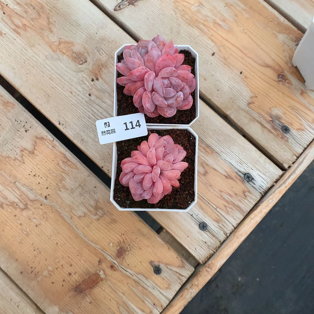 114红石星影多肉植物66