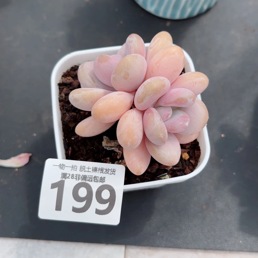 粉兔多肉无盆土发货