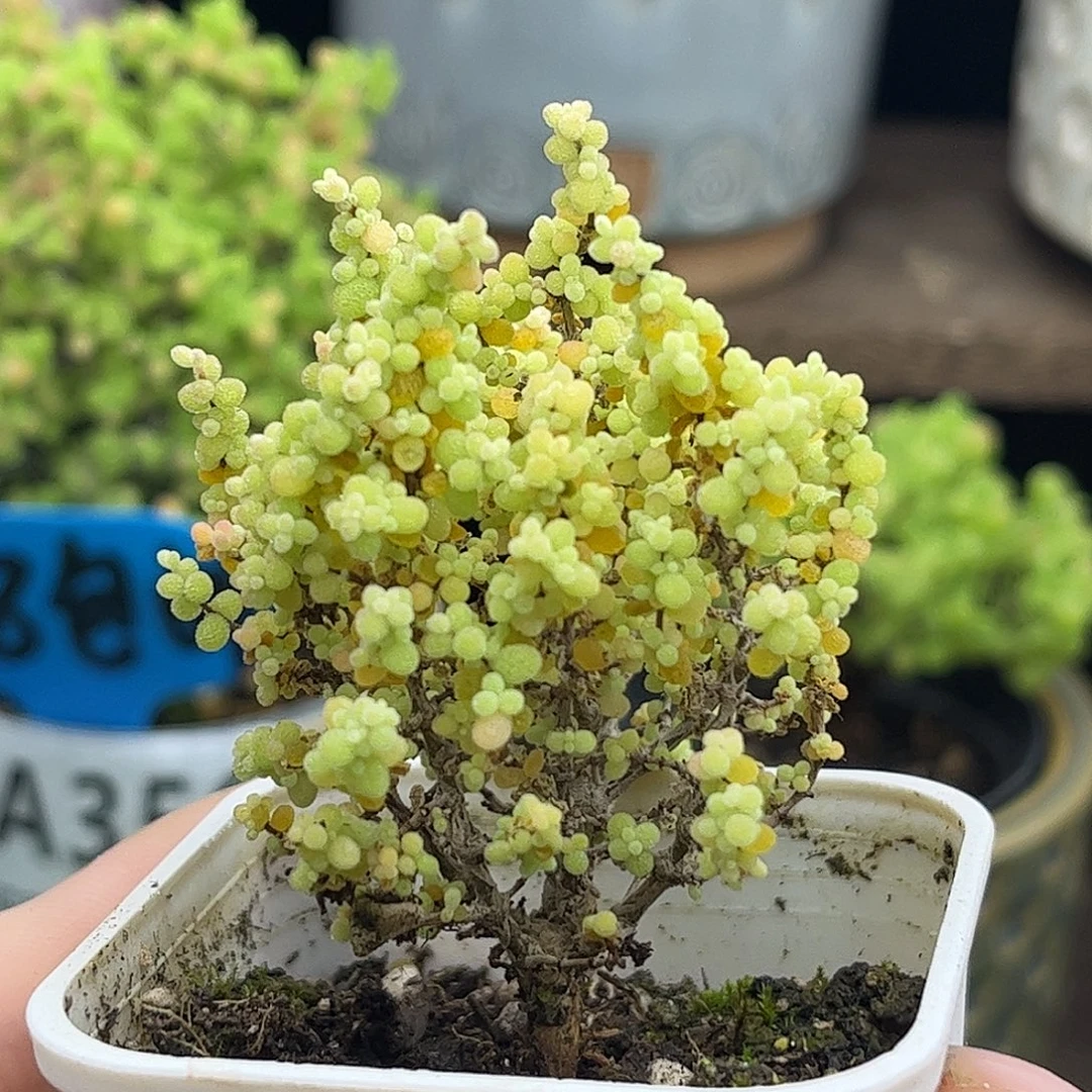 19小小米优选枝干番杏