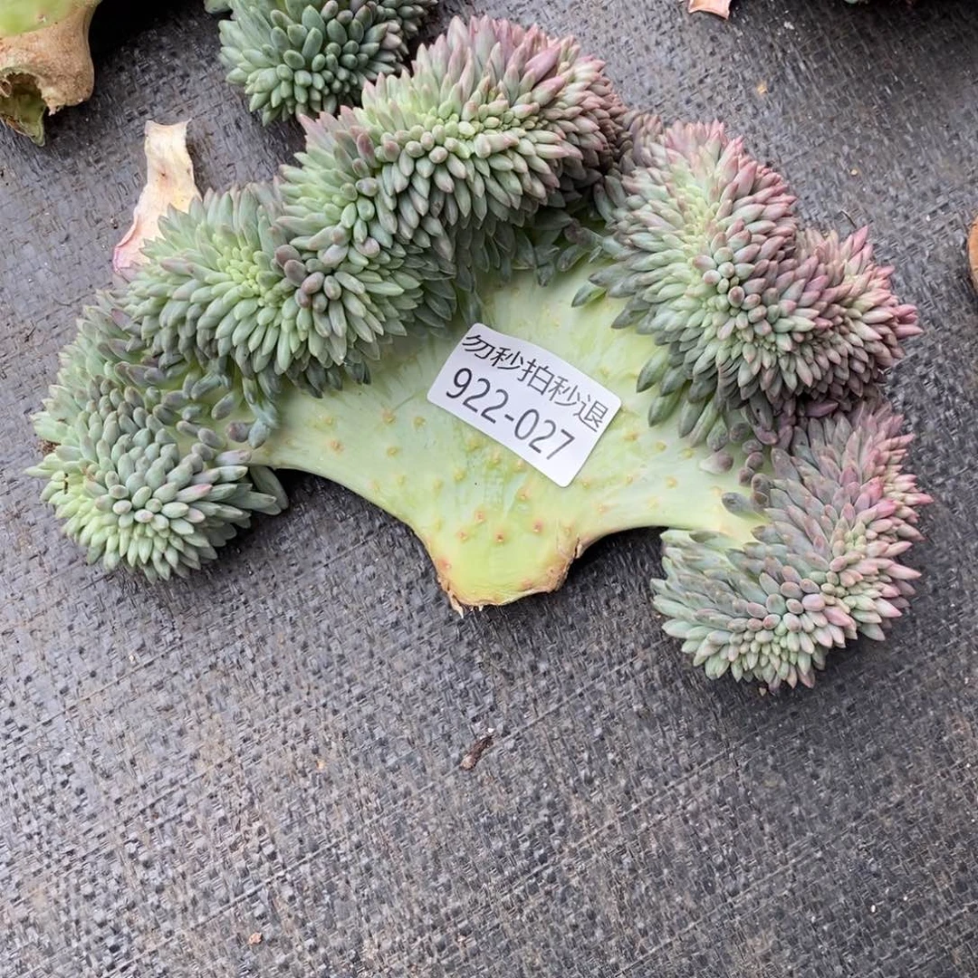 吉**?勿秒拍秒退 922-27红蜻蜓缀
