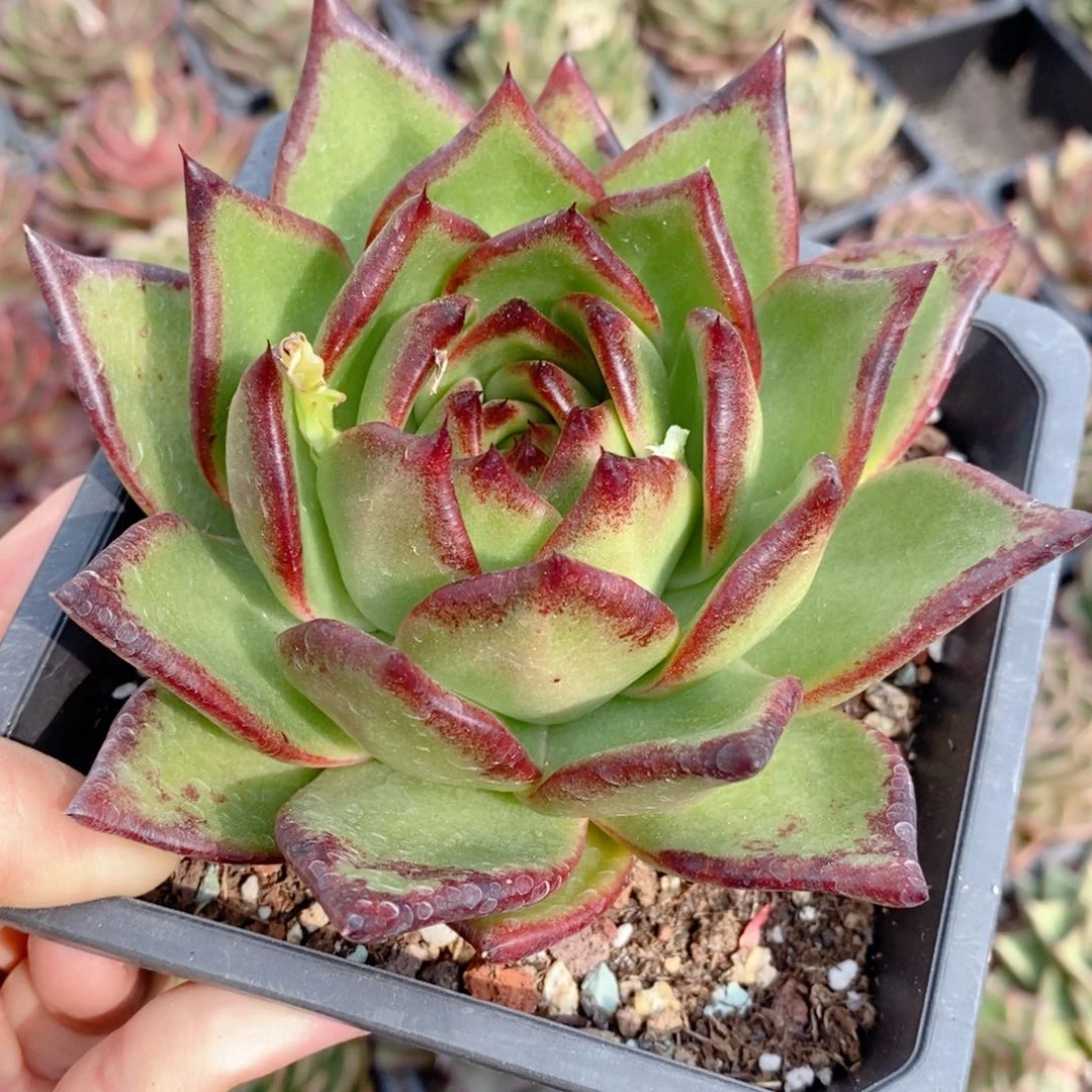 299 号东云系多肉植物原始种