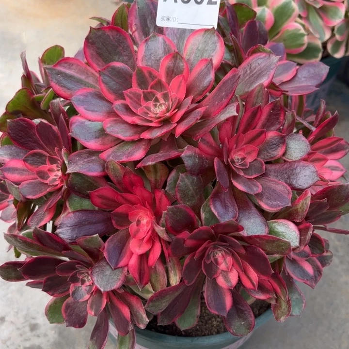 502黑魔锦25厘米左右