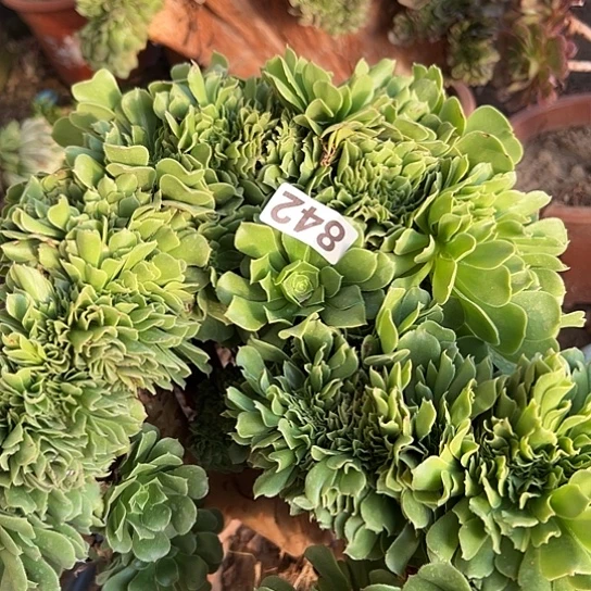 Z***Y多肉植物一个绿玫瑰842