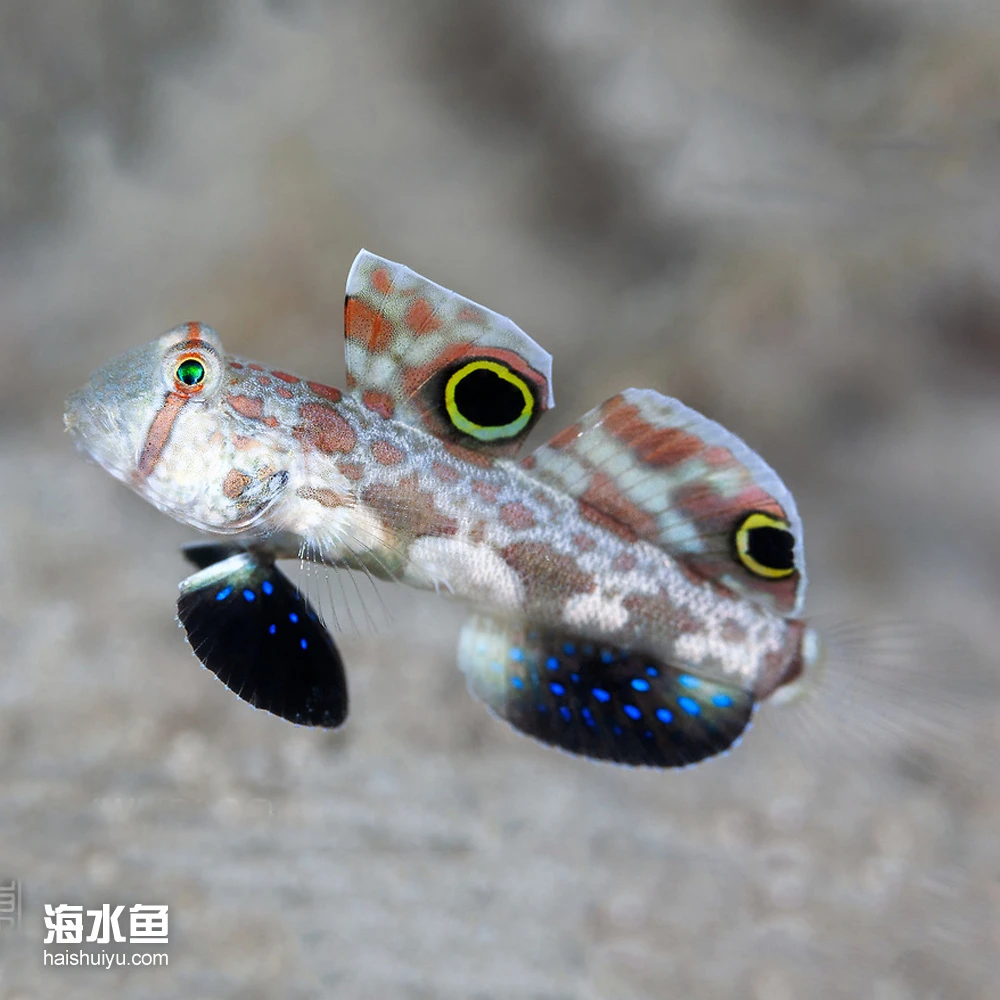 海水观赏鱼  四驱车