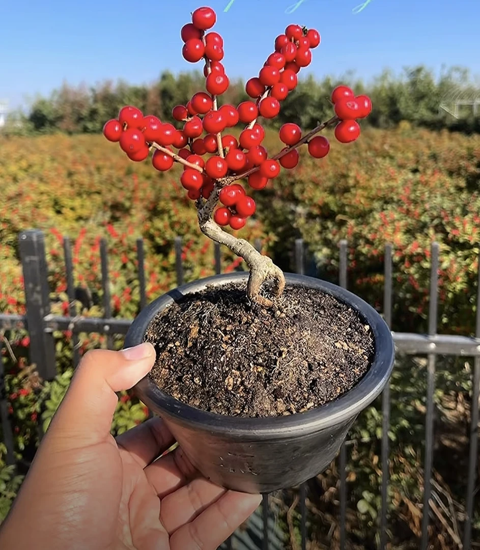 北美冬青精品盆栽冬青年宵花特级北美冬青花卉绿植盆栽室内发财果