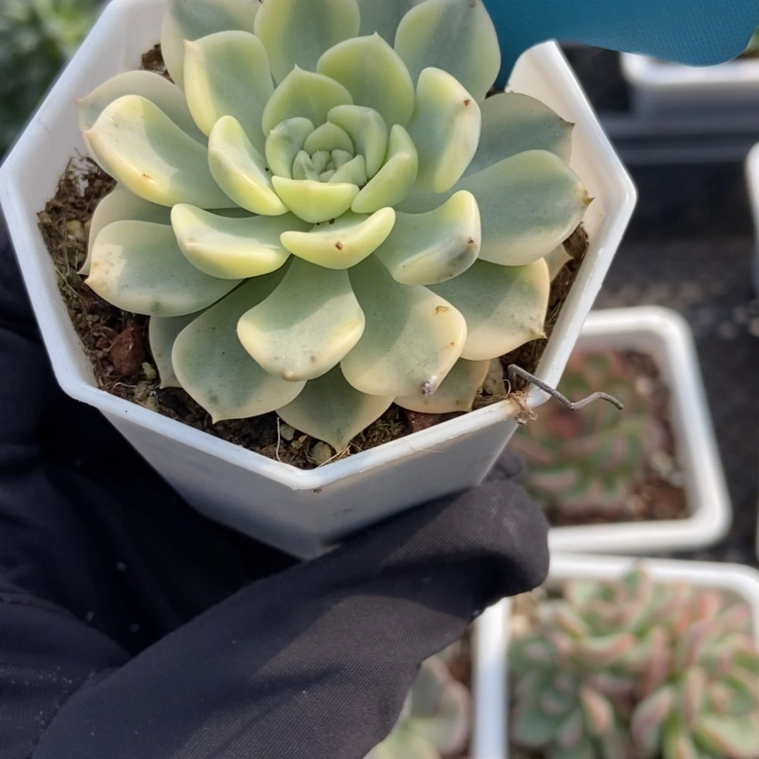 119布偶锦多肉植物多肉