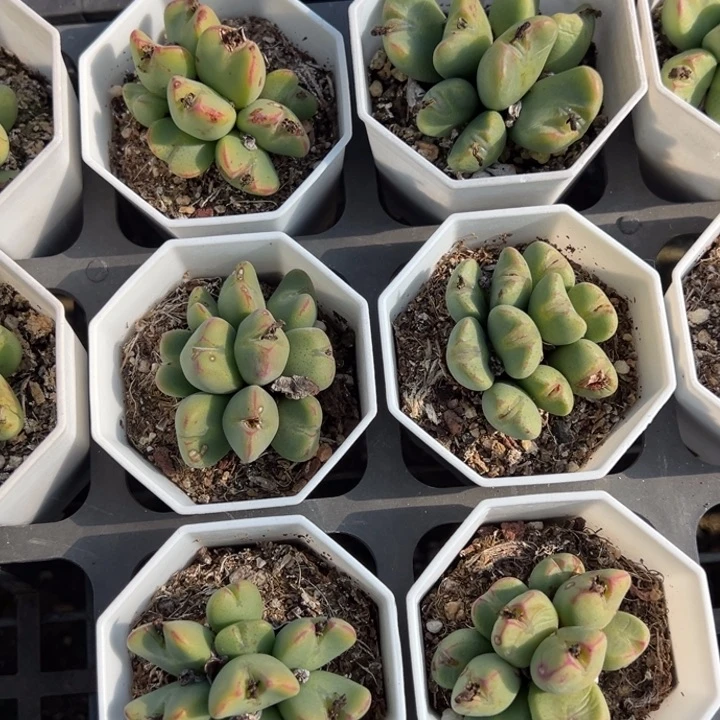 肉椎7头以上一颗量拍多肉满20包邮下午发