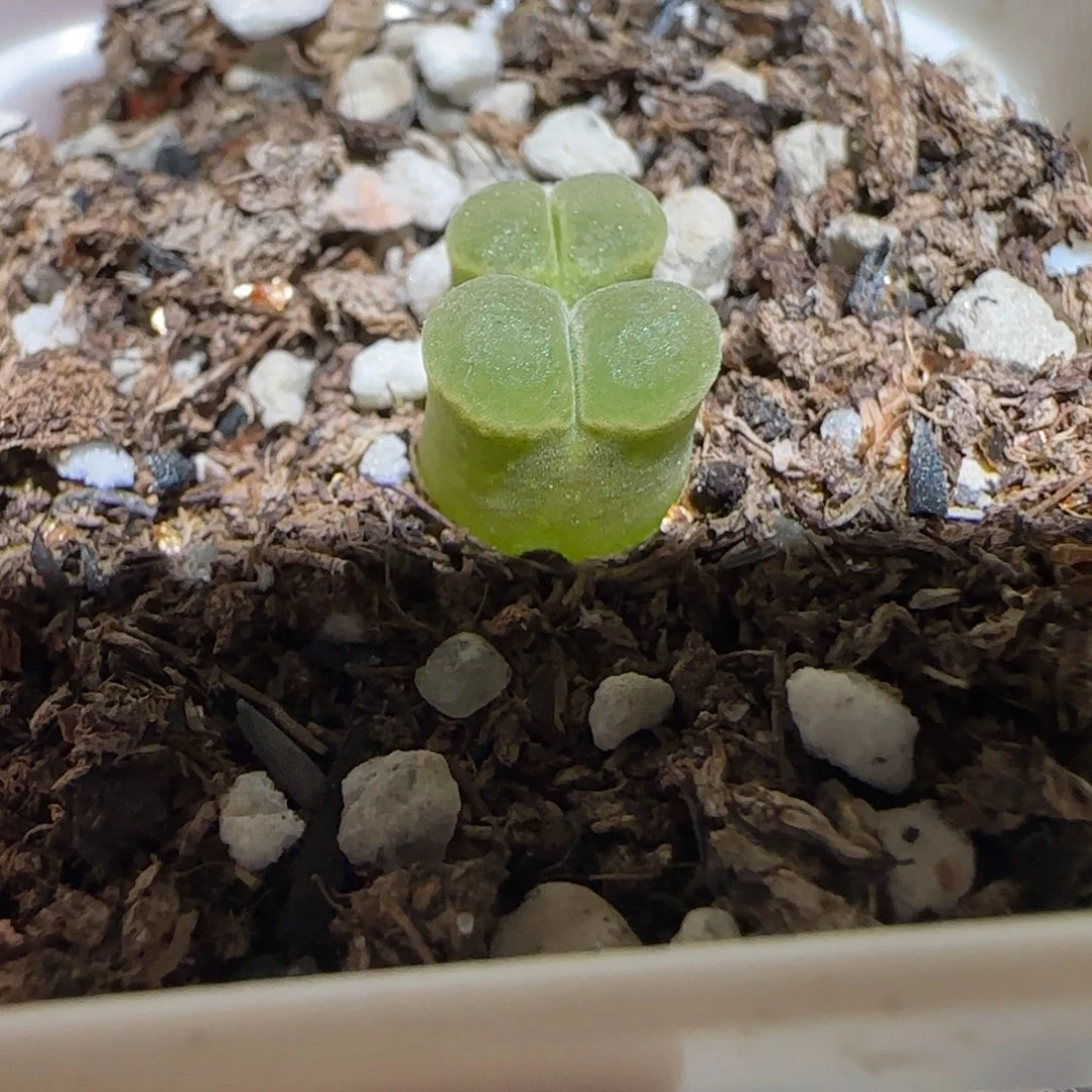 肉锥多肉植物组合-极窗502