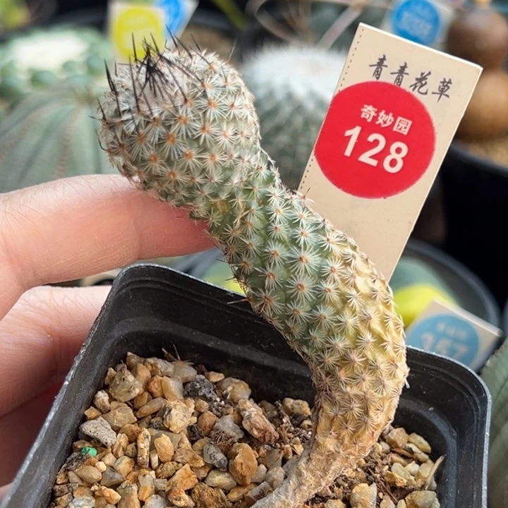 实生老赤花美针玉2.3cm