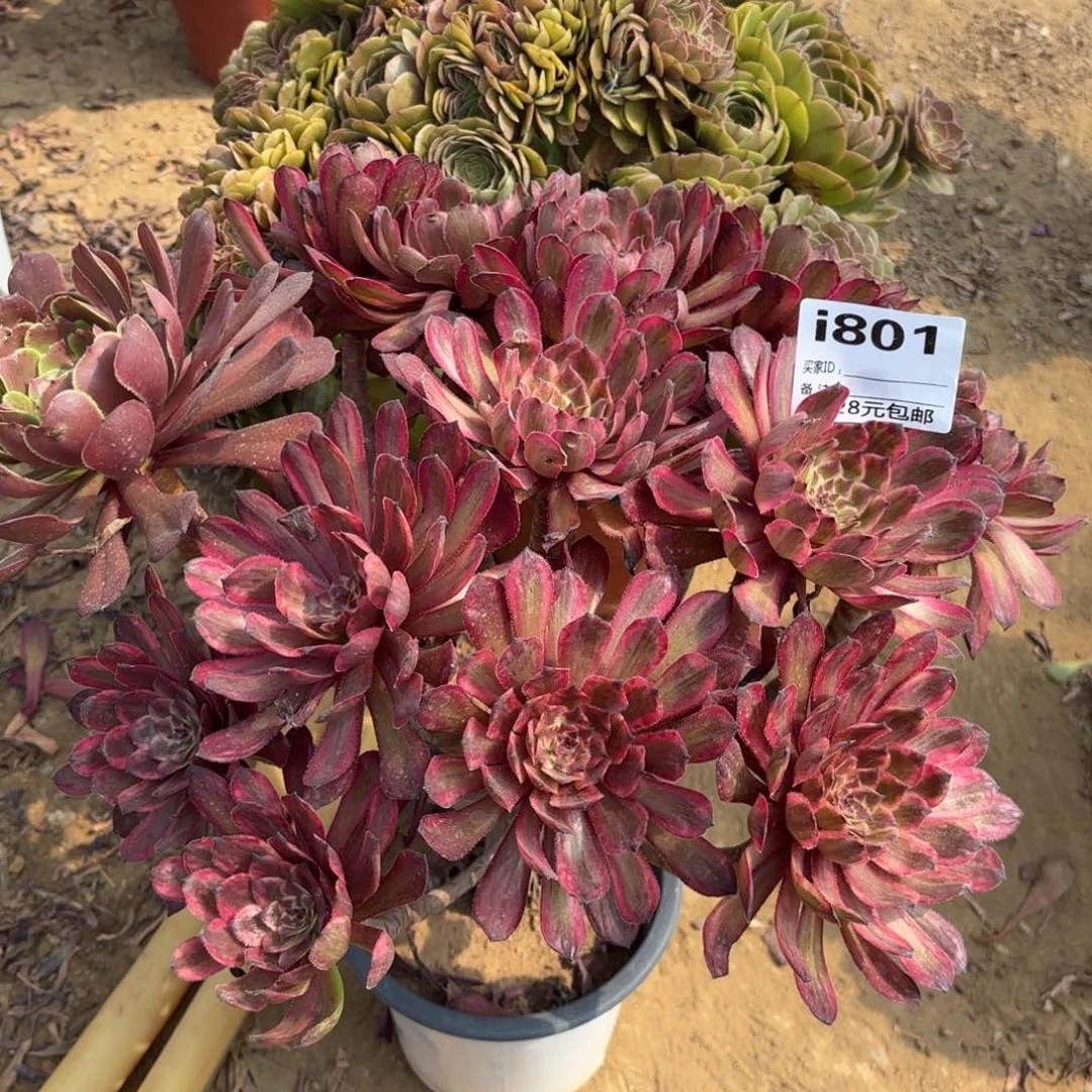 801紫霞多肉植物