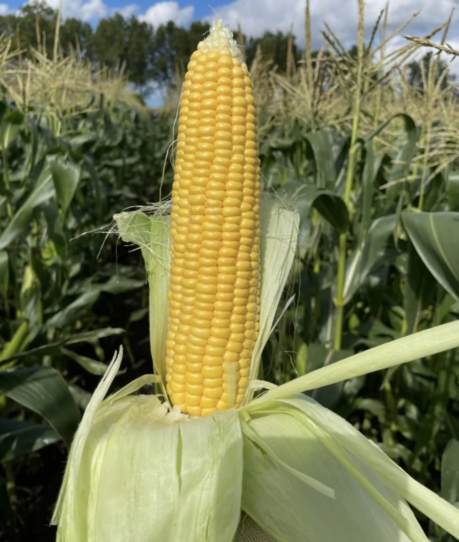 贵州高山老品种(黄玉米)鲜嫩爆汁又甜又糯老少皆宜可做早餐