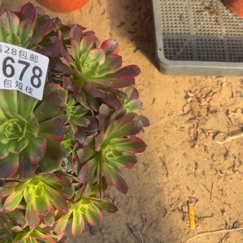 安娜多肉植物法师6678