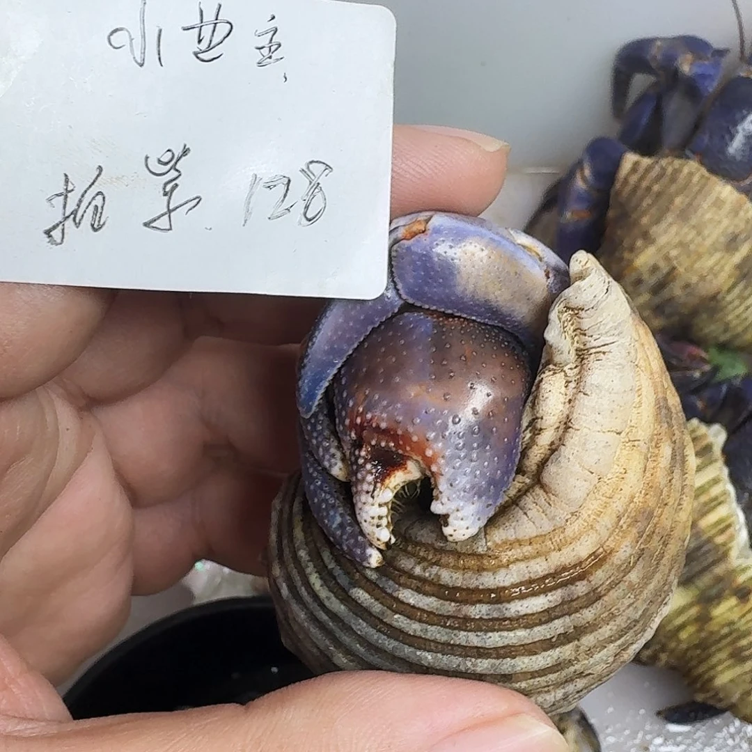 中国大陆活体售出不退不换