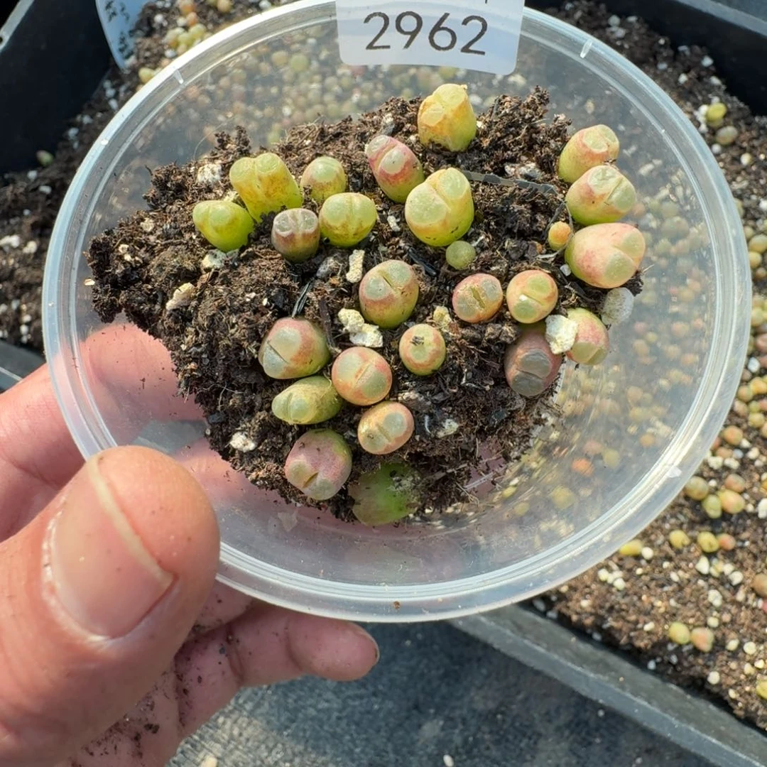 空****兰2962。小磁铁一盒