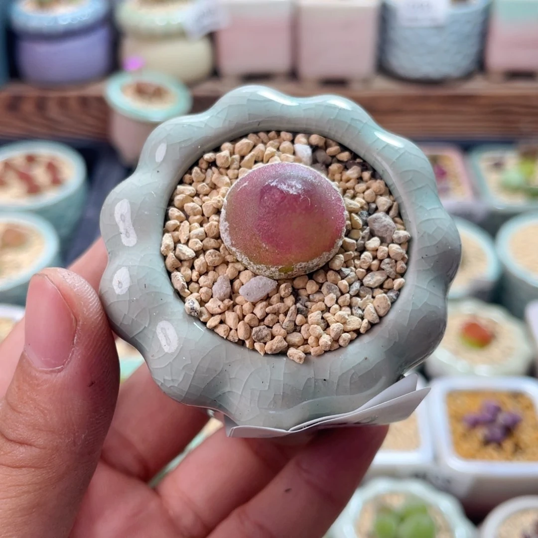 无花朵0240/-一物一拍 带盆土