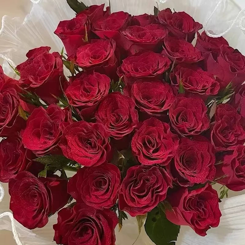 顺丰一单包邮高原红玫瑰 红玫瑰基地批发 婚礼婚车用花节日礼物
