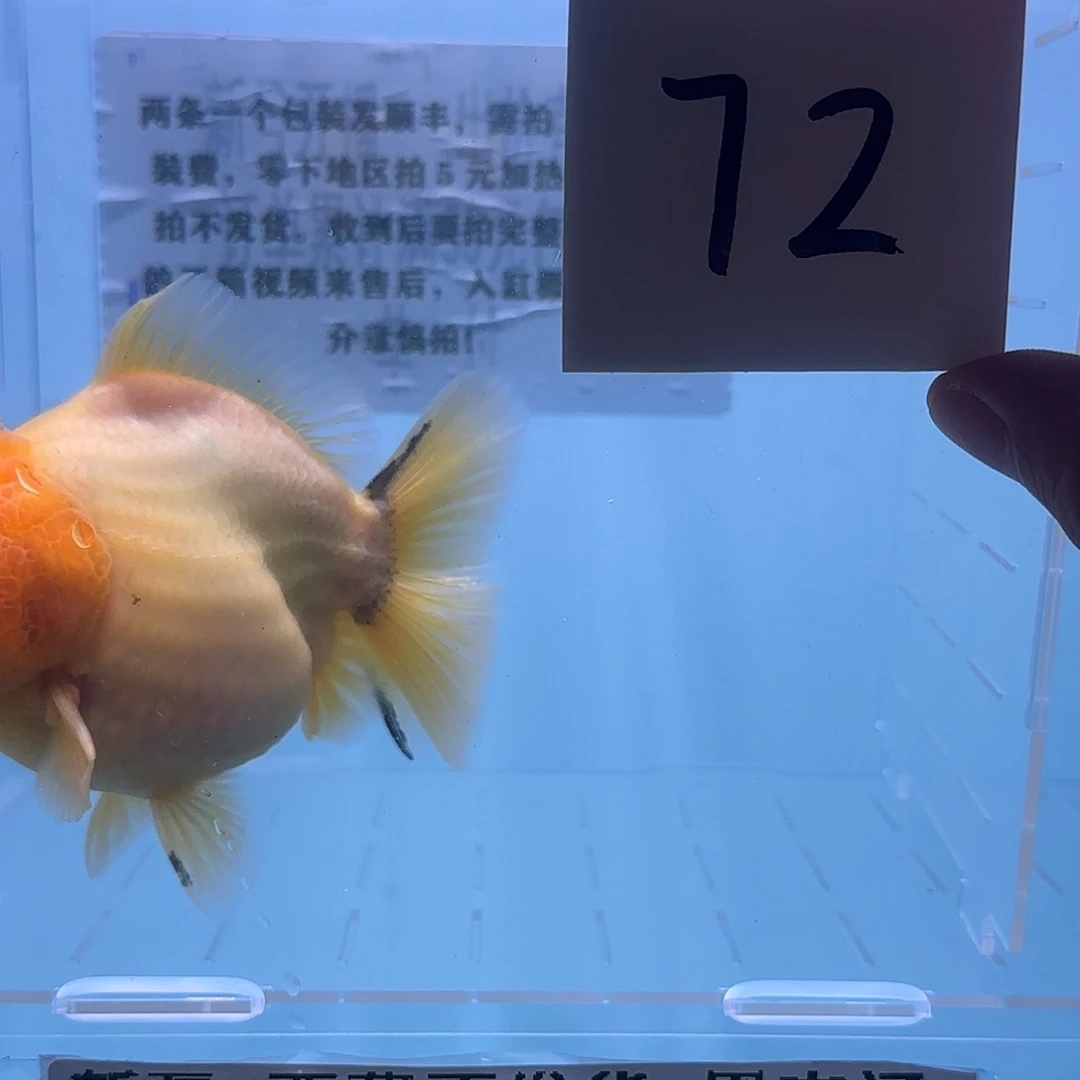 金鱼腾川金鱼直播专用