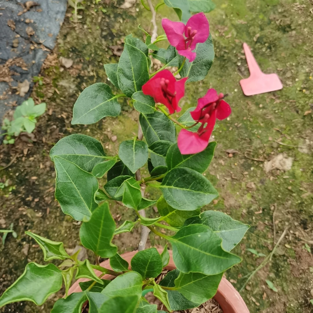 飘香藤盆栽花卉四季开花带花苞爬藤植物室内外种植佳品原生黑美人