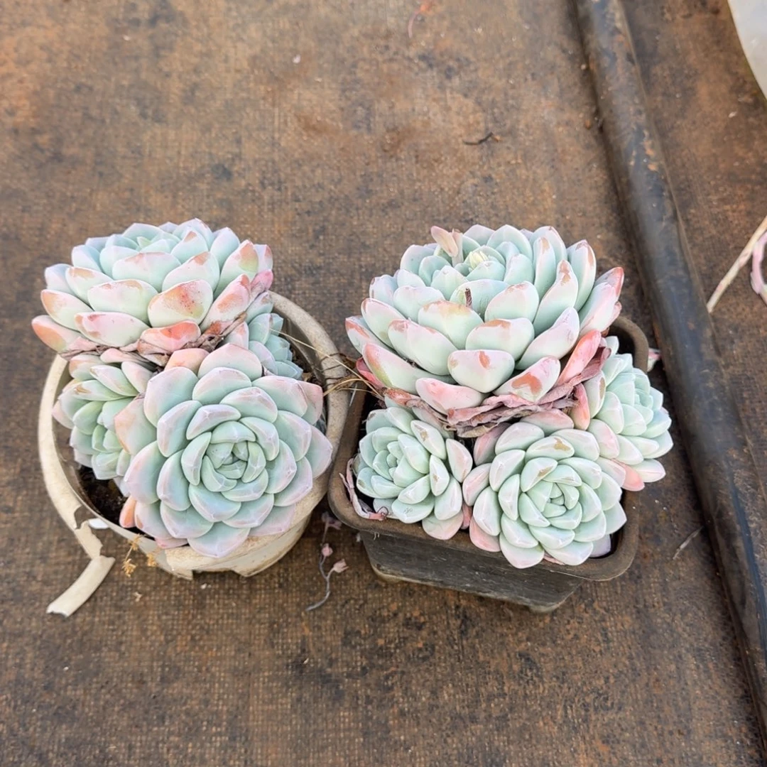 2个冰玉群生多肉植物