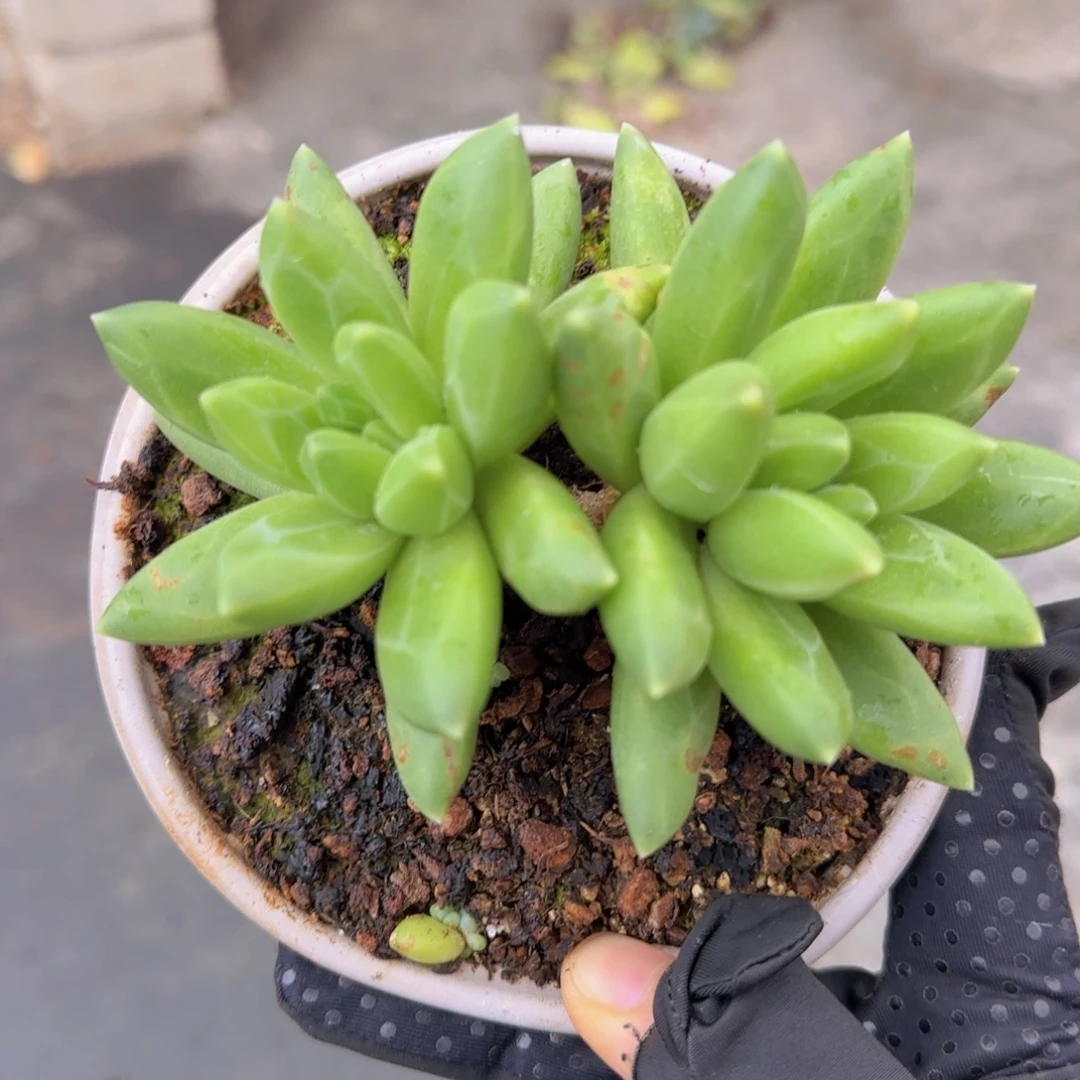 庄****多肉植物多肉植物