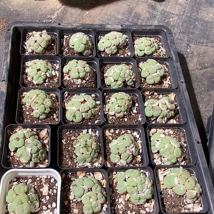 17541吕氏大饼母本一颗