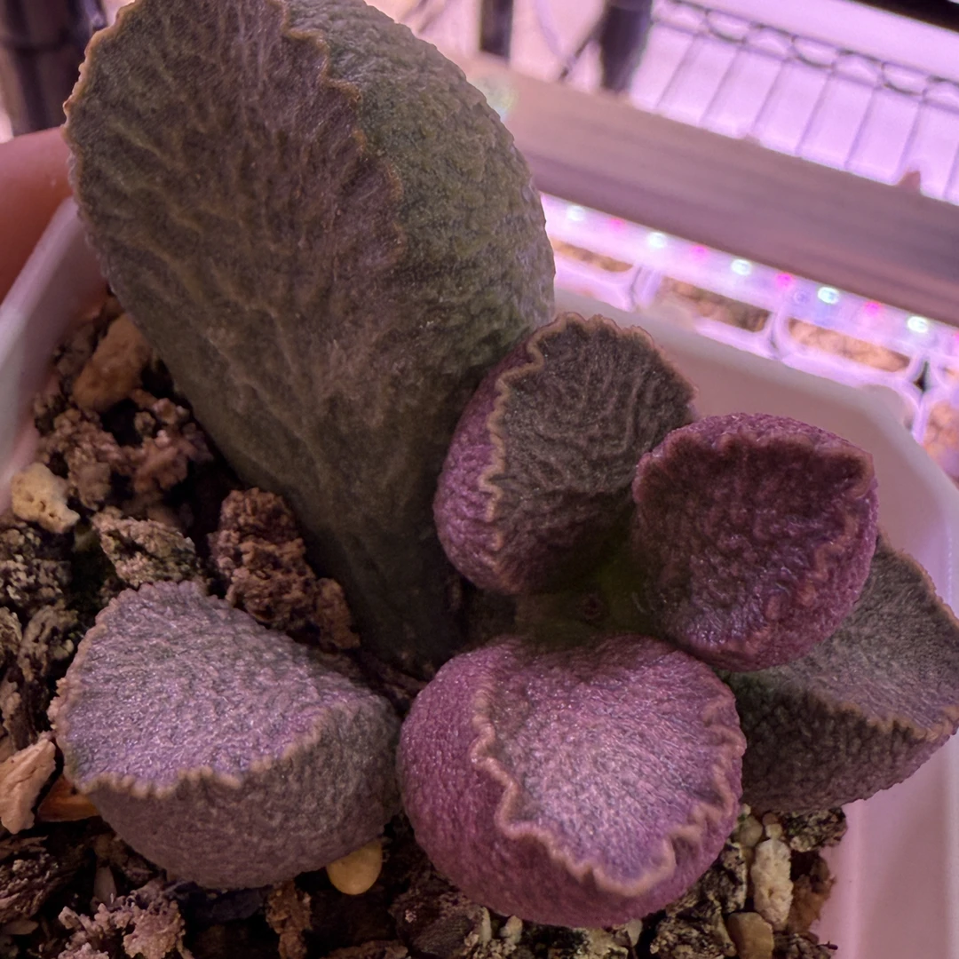 银狐水泡，带盆发货满88包顺丰