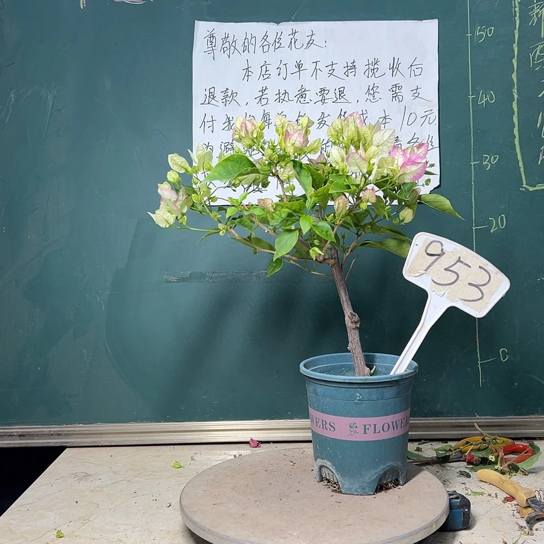 完全开放口红 953