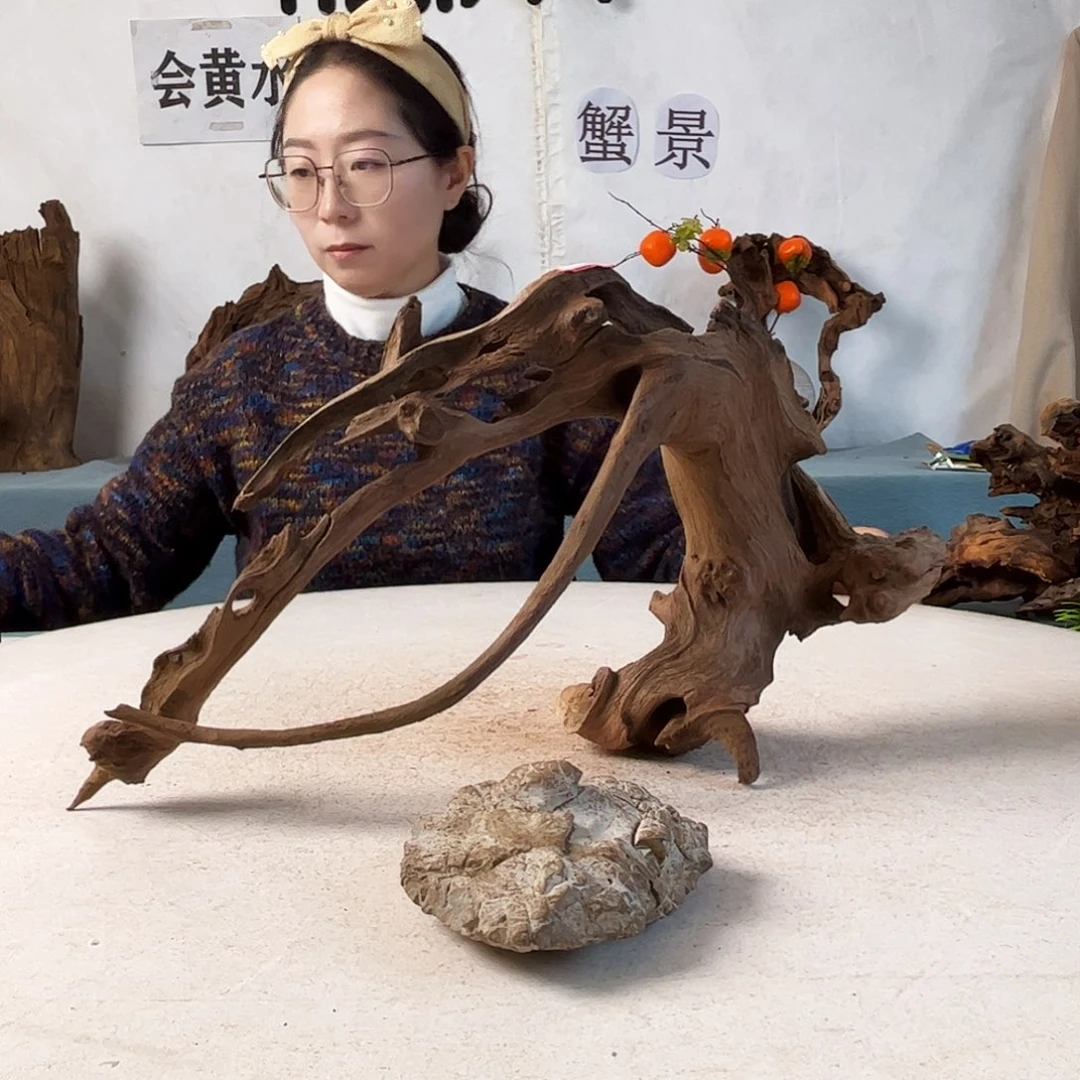 沉木造景寄居蟹造景
