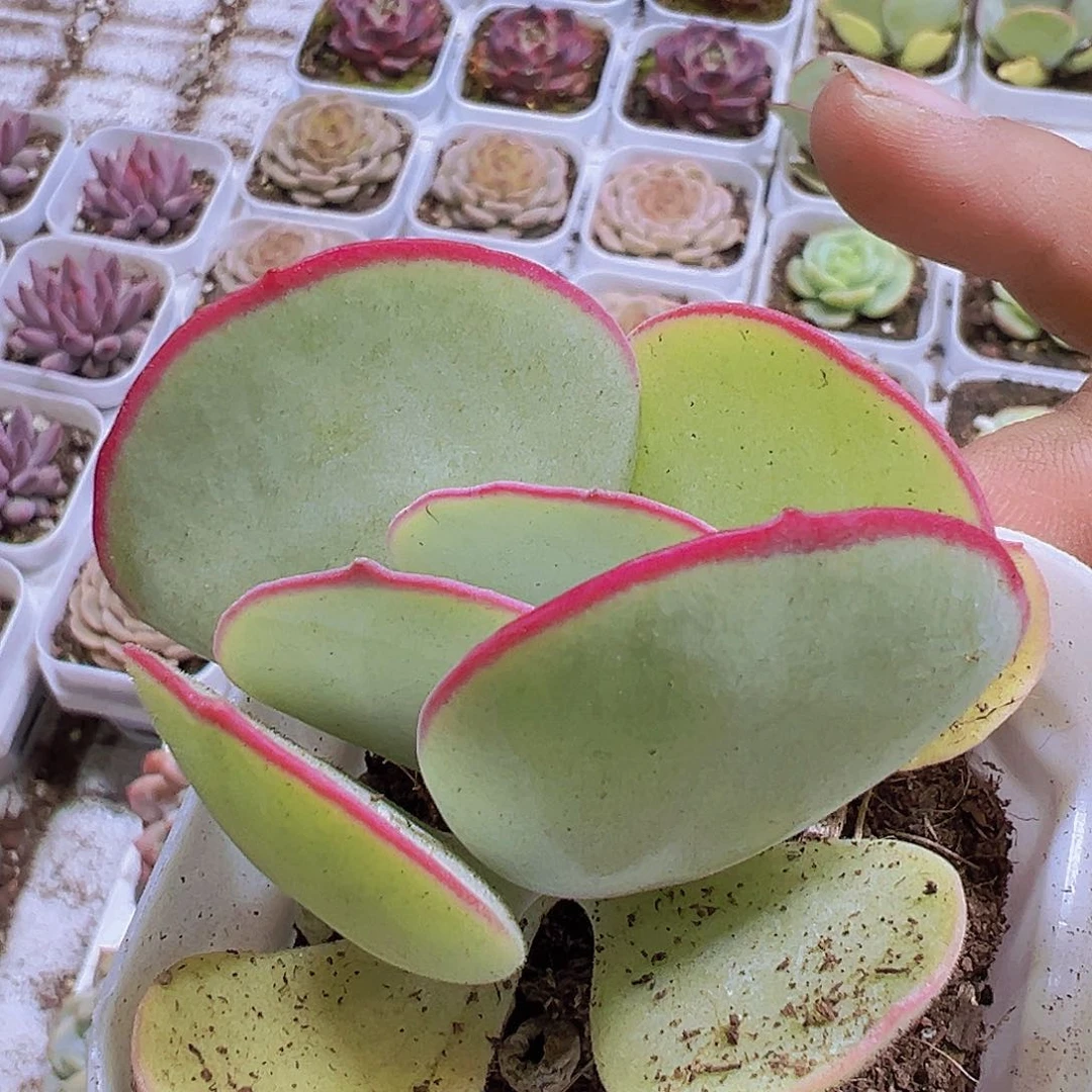 白眉19包邮多肉植物