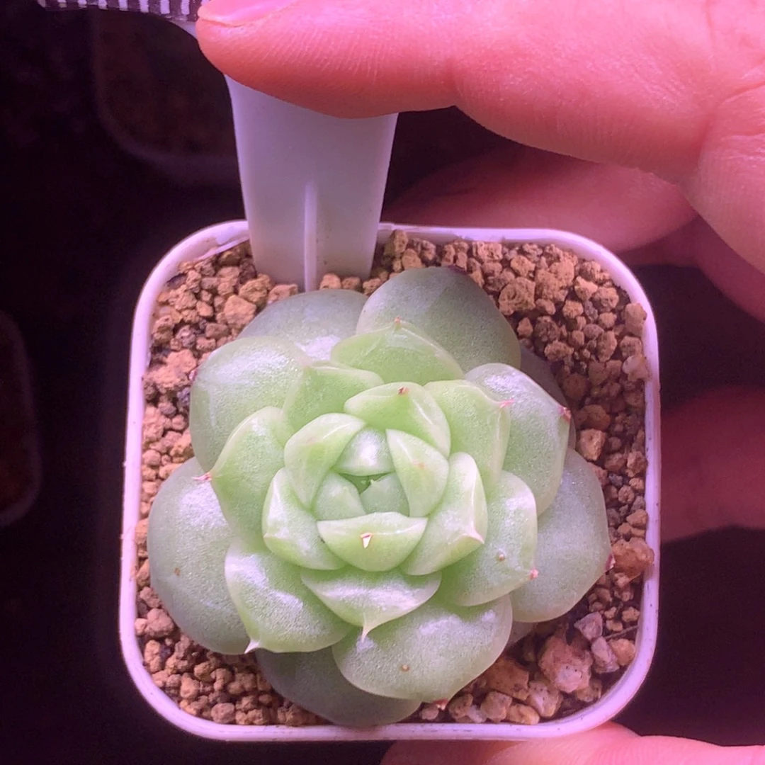 麦秆优选精品多肉58包邮