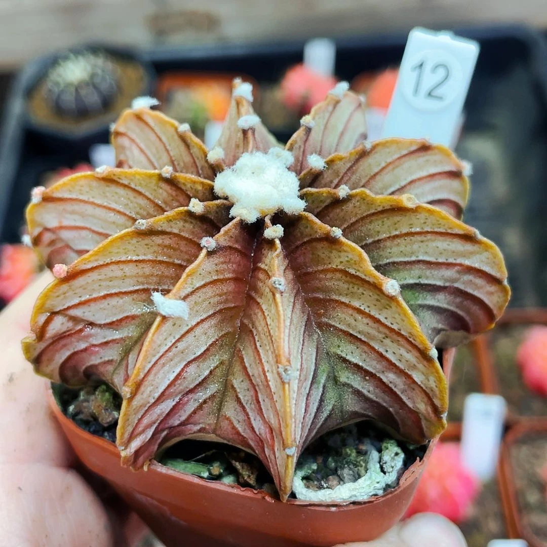 非偏远地区满25包邮仙人球