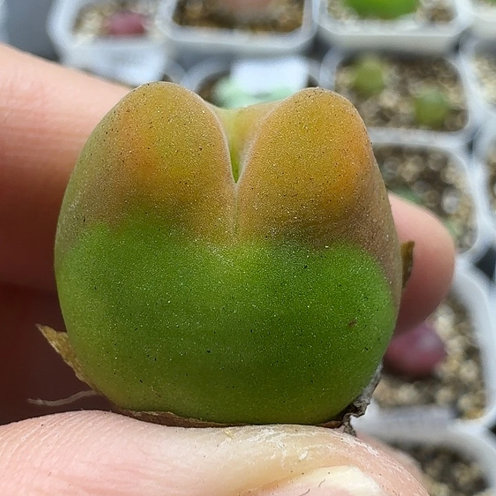 老马生石花o泡2464