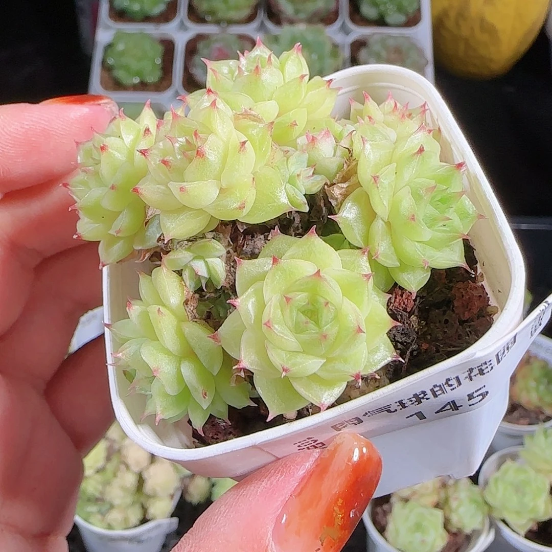 1004—145麦秆优选不包整