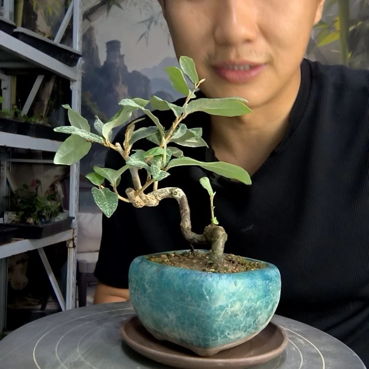酸**.中青园艺一物一拍297