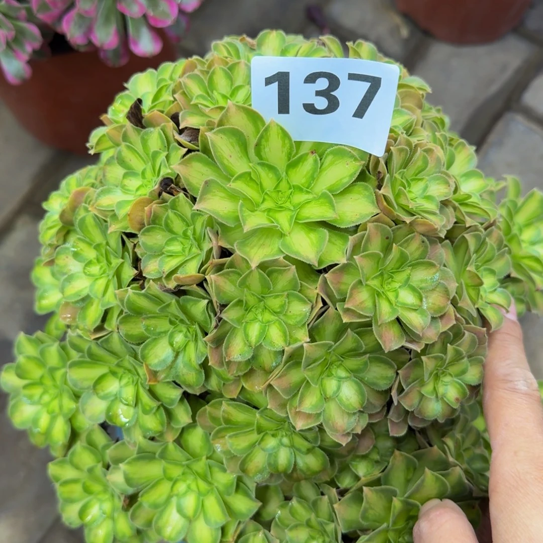 多肉植物137韶华法师